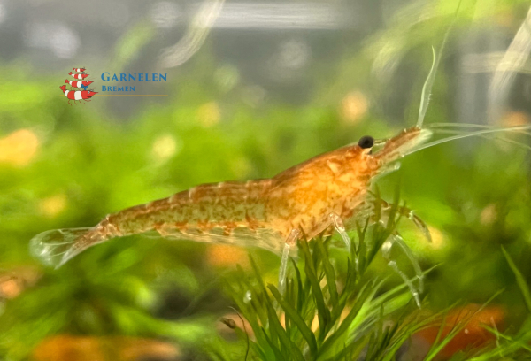 Set 50 x Orange Fire Garnelen